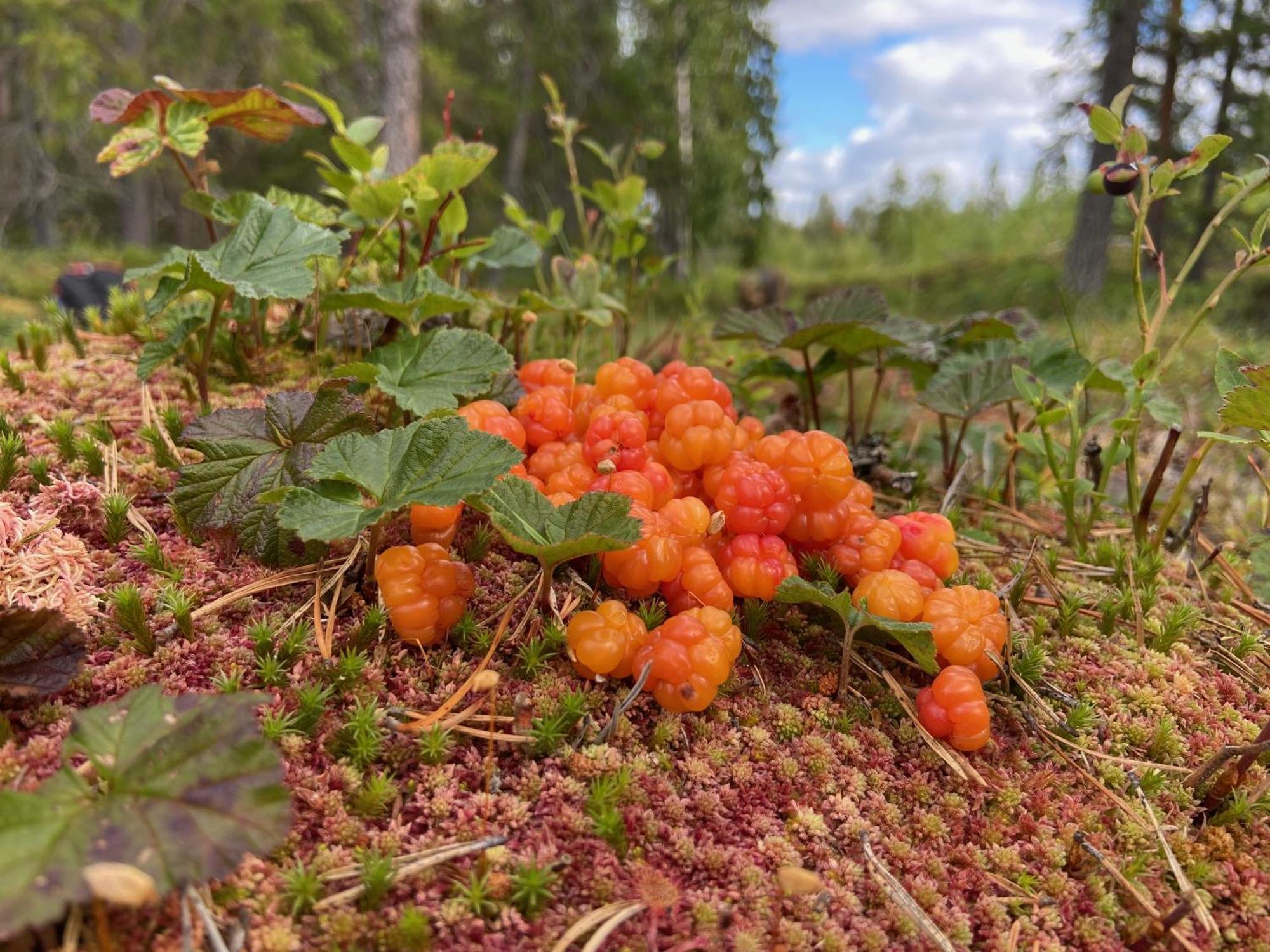 Vildmarksgard Lillviken Strömsund 外观 照片