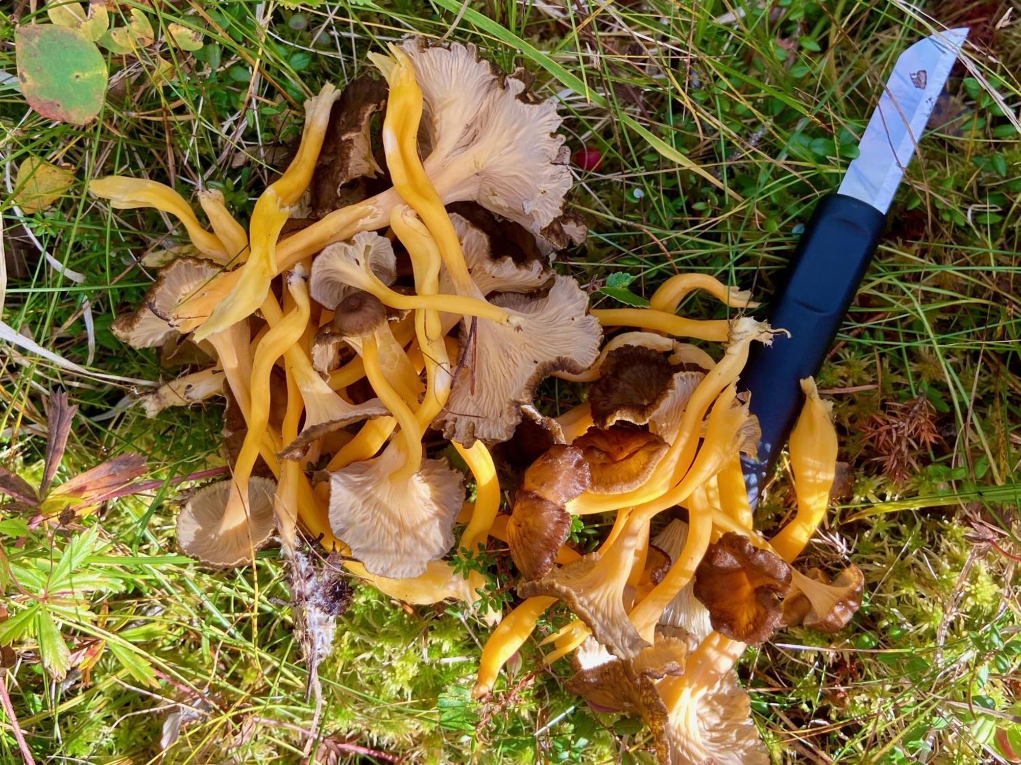 Vildmarksgard Lillviken Strömsund 外观 照片